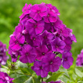 フロックス Phlox Paniculata 2