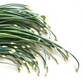 チャイブ Allium Schoenoprasum 2