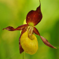 レディースリッパオーキッド Cypripedium Calceolus 2