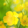 キンポウゲ Ranunculus 2