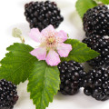 ブラックベリーの花 Rubus plicatus 2