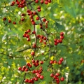 山査子 Crataegus monogyna (Rosaceae) 2