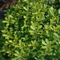 トベラ Pittosporum tobira (Pittosporaceae)  2