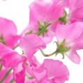 スイートピー Lathyrus odoratus (Fabaceae) 2