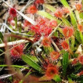 モウセンゴケ Drosera 2