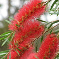 レッドウィロー Callistemon Salignus Red 2