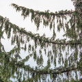 ヌートカ Cupressus nootkatensis 2