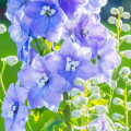 ヒエンソウ Delphinium 2