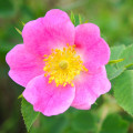 エグランティーヌ Rosa Rubiginosa 2