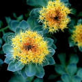 ローズルート Rhodiola Rosea 2