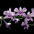 ジャスミンオーキッド Dendrobium Jasmine 2