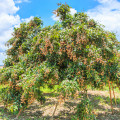 ロンガン Dimocarpus Longan 3