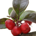 ウィンターグリーン Gaultheria Procumbens 3