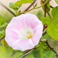 ムーンフラワー Ipomoea Alba 3