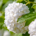 ガマズミ Viburnum L. 3