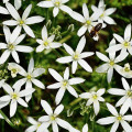 オルニトガロム Ornithogalum umbellatum 3
