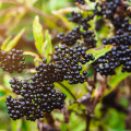 エルダーベリー Sambucus Berries 3