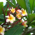 プルメリア Plumeria L. 3