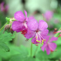 ゼドラベッツ (大根天竺葵) Geranium Macrorrhizum 3