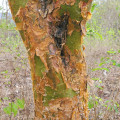 アンブラナウッド Commiphora Leptophloeos 3