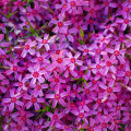 シバザクラ Phlox Subulata 3