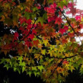 リキダンバー Liquidambar Styraciflua 3