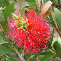 ボトルブラシ Callistemon Spp. 3
