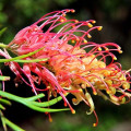 グレビレア Grevillea Banksii 3