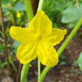 キュウリの花 Cucumis Sativus L. 3