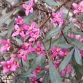 ボロニア Boronia megastigma 3