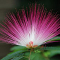 アルビジア Albizia Julibrissin 3