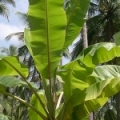 バナナ Musa paradisiaca ssp. sapientum 3