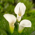 カラー・リリー Zantedeschia Aethiopica 3