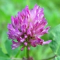 クローバー Trifolium Repens (bijela), Trifolium Pratense (crvena) 3