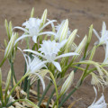 パンクラチウム Pancratium Maritimum 3