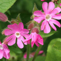 キャンピオン Silene dioica 3