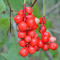 モクレン Schisandra Chinensis 3