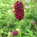 グレートバーネット Sanguisorba Officinalis 3