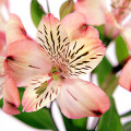 アルストロメリア Híbrido Alstroemeria-Aurea 3