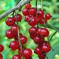 赤いスグリ Ribes Rubrum 3