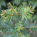 トレヤ属 Torreya Nucifera 3