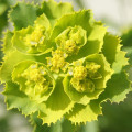 ユーフォルビア Euphorbia Serrata L. 3