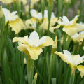 アイリスバター Iris Sibirica 3