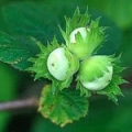 ヘーゼルナッツ Corylus avellana i Corylus maxima (Betulaceae) 3