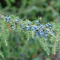 ネズ Juniperus Virginiana 3