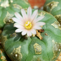 ペヨーテ Lophophora williamsii 3
