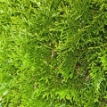 ネズ Juniperus Communis (Cupressaceae) 3