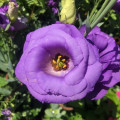 ユーストマ Eustoma Grandiflorum 3