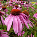 エキナセア Echinacea Purpurea 3
