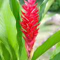 アルピニア Alpinia Purpurata 3